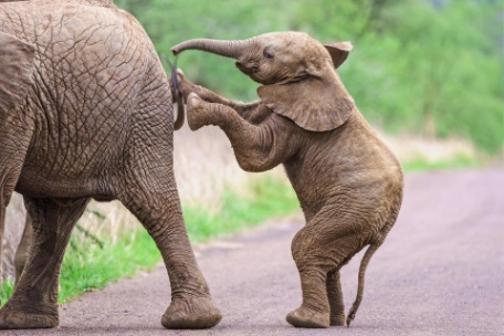 ESSÊNCIA DE PILANESBERG ESSÊNCIA DE PILANESBERG