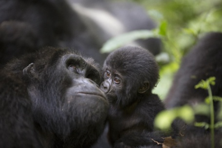 GORILAS NO UGANDA E SAFARI NA TANZÂNIA GORILAS NO UGANDA E SAFARI NA TANZÂNIA