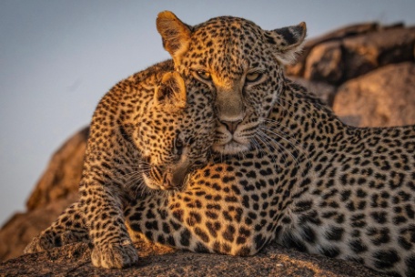 SUDÁFRICA EN FAMILIA: CIUDAD DEL CABO Y MADIKWE
