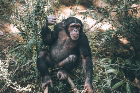 TANZANIA OCULTA: DE LA SABANA A LOS BOSQUES DE CHIMPANCÉS DE MAHALE TANZANIA OCULTA: DE LA SABANA A LOS BOSQUES DE CHIMPANCÉS DE MAHALE