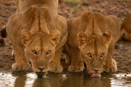 TANZANIA KARIBU EN PRIVADO TANZANIA KARIBU EN PRIVADO