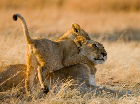 ESENCIA DE TANZANIA Y KENIA ESENCIA DE TANZANIA Y KENIA