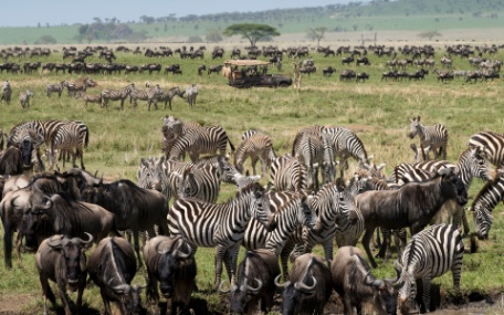 SAFARI EXCLUSIVO EN SERENGETI SAFARI EXCLUSIVO EN SERENGETI