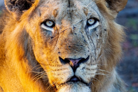 ESENCIA DE SELOUS ESENCIA DE SELOUS