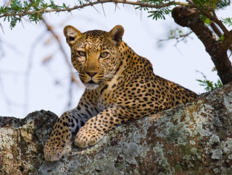 LO MEJOR DE TANZANIA EN LODGE LO MEJOR DE TANZANIA EN LODGE