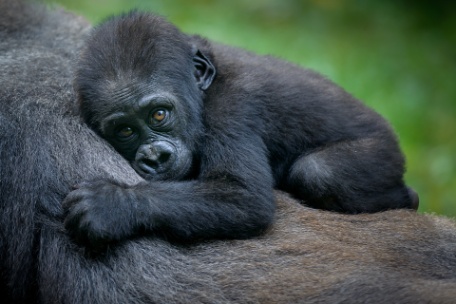 UGANDA SALVAJE Y GORILAS UGANDA SALVAJE Y GORILAS