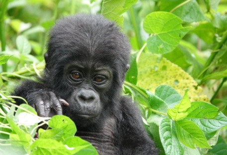 UGANDA EXCLUSIVA: DE KIDEPO A BWINDI UGANDA EXCLUSIVA: DE KIDEPO A BWINDI