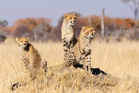 MISTERIOS DE ZIMBABWE Y BOTSWANA MISTERIOS DE ZIMBABWE Y BOTSWANA