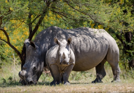 5 GRANDES EN ZIMBABWE 5 GRANDES EN ZIMBABWE