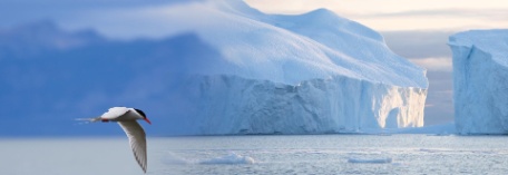 Rumbo al Fin del Mundo: Una Aventura en la Antártida Rumbo al Fin del Mundo: Una Aventura en la Antártida