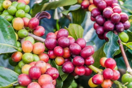 COLOMBIA Y LOS AROMAS DEL CAFÉ COLOMBIA Y LOS AROMAS DEL CAFÉ