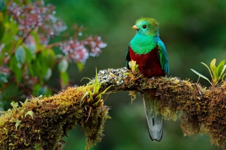 AUTO RUTA COSTA RICA NATURALEZA PURA Y CUNA DEL QUETZAL AUTO RUTA COSTA RICA NATURALEZA PURA Y CUNA DEL QUETZAL