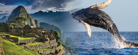 Perú: Encuentro Mágico con las Ballenas Perú: Encuentro Mágico con las Ballenas