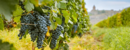 FESTIVAL DEL VINO DE ARENI EN ARMENIA FESTIVAL DEL VINO DE ARENI EN ARMENIA