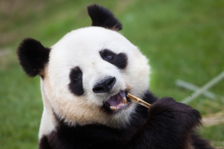 CHINA, TERRA DE PANDAS CHINA, TERRA DE PANDAS