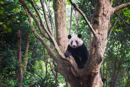 CHINA ESCÉNICA Y OSOS PANDA CHINA ESCÉNICA Y OSOS PANDA
