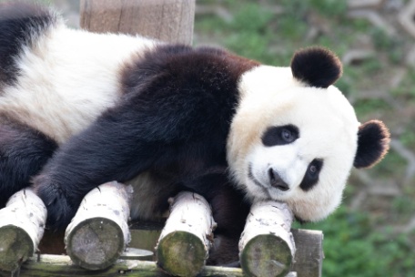 GRAN CHINA CON OSOS PANDA Y AVATAR GRAN CHINA CON OSOS PANDA Y AVATAR