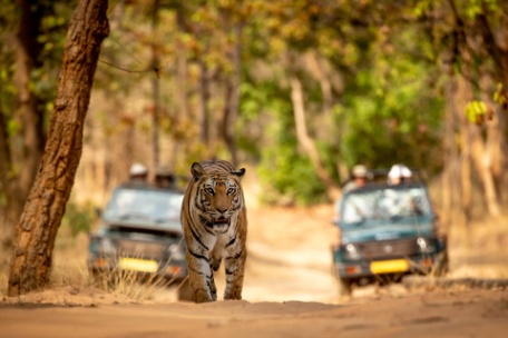 INDIA CLÁSICA Y PARQUES NACIONALES INDIA CLÁSICA Y PARQUES NACIONALES