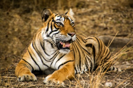 INDIA: TIGRES Y TEMPLOS INDIA: TIGRES Y TEMPLOS