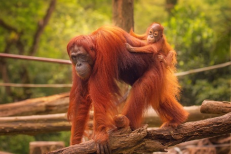 BORNEO INDONESIO, JOGYAKARTA, CÉLEBES Y BALI BORNEO INDONESIO, JOGYAKARTA, CÉLEBES Y BALI