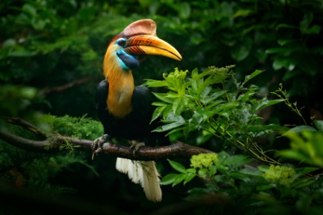 BORNEO INDONESIO, CÉLEBES Y BALI BORNEO INDONESIO, CÉLEBES Y BALI