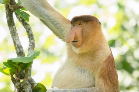 SUMATRA, BORNEO, CÉLEBES Y BALI SUMATRA, BORNEO, CÉLEBES Y BALI