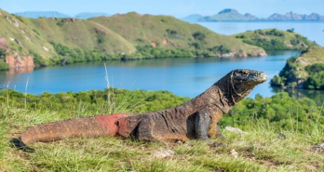 BALI SORPRENDENTE Y DRAGONES DE KOMODO BALI SORPRENDENTE Y DRAGONES DE KOMODO