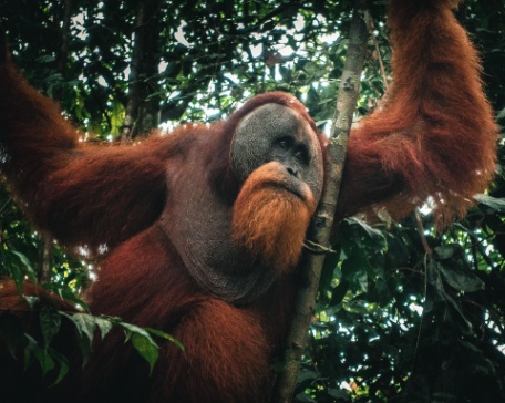 MALASIA MARAVILLOSA Y SUMATRA MALASIA MARAVILLOSA Y SUMATRA