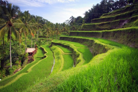 HONG KONG, UBUD Y BALI HONG KONG, UBUD Y BALI