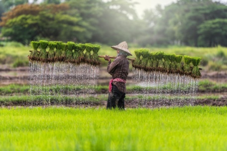 LAOS, EL PAÍS VERDE LAOS, EL PAÍS VERDE