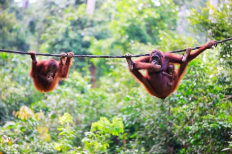 MALASIA MARAVILLOSA Y BORNEO MALAYO MALASIA MARAVILLOSA Y BORNEO MALAYO