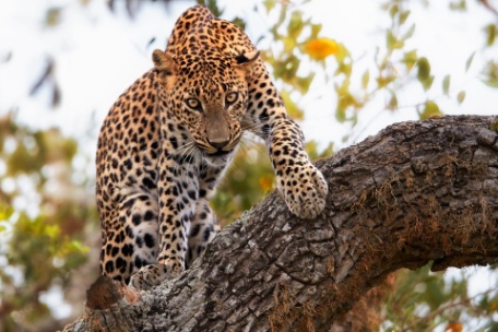 SRI LANKA Y SUS PARQUES NACIONALES, DE WILPATTU A YALA SRI LANKA Y SUS PARQUES NACIONALES, DE WILPATTU A YALA