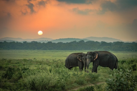 SRI LANKA, UNA PERLA EN EL INDICO 26/27 SRI LANKA, UNA PERLA EN EL INDICO 26/27