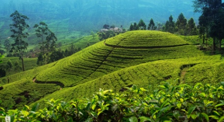 SRI LANKA SORPRENDENTE ESPECIAL VERANO