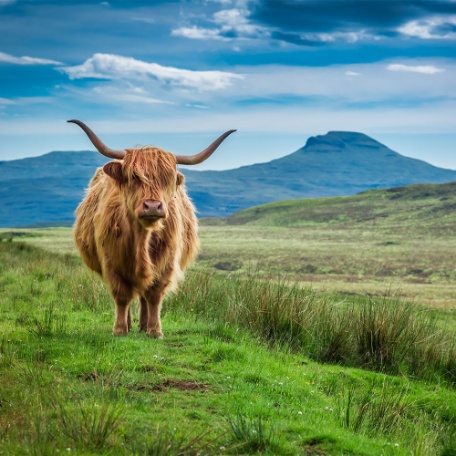 escocia-medium