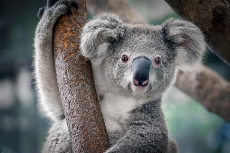 AUSTRÁLIA CLÁSSICA AUSTRÁLIA CLÁSSICA