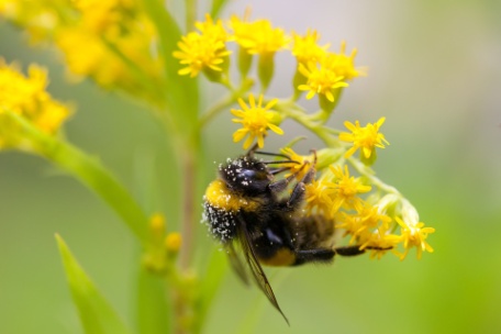 bumblebee-6624050_1920