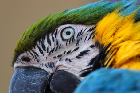 yellow-macaw-6607739_1920