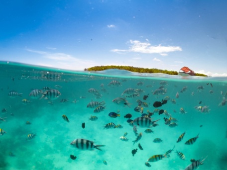 ZANZIBAR