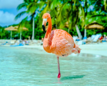 flamenco en la playa del renaissance aruba resort & casino