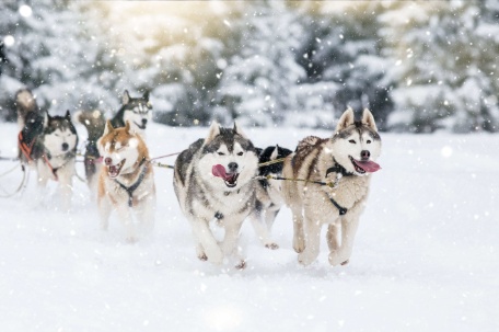 Husky Safari 10km