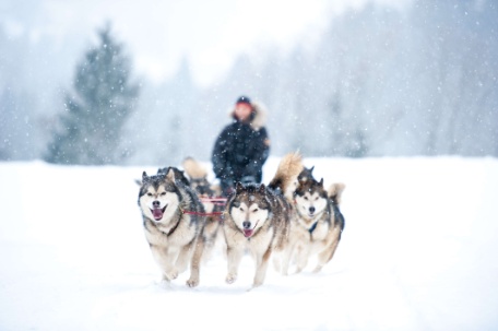 Husky Safari at Riisitunturi National Park 30km
