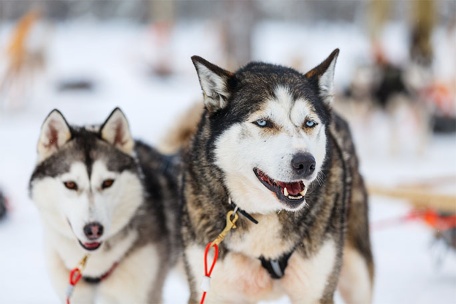 Family Husky Tour in Ruka, Kuusamo, Finland: An Unforgettable Winter Adventure