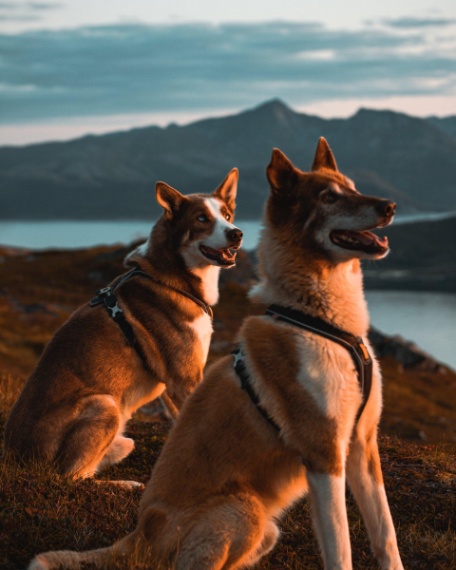 Unforgettable Husky Hiking Tours in Lapland