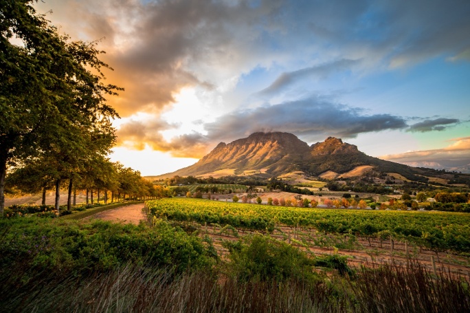 ext-region-vitivinicola-sudafrica