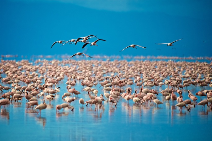 ext-flamingos-lago-manyara