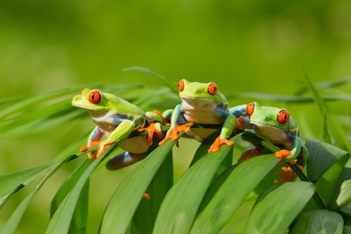 COSTA RICA