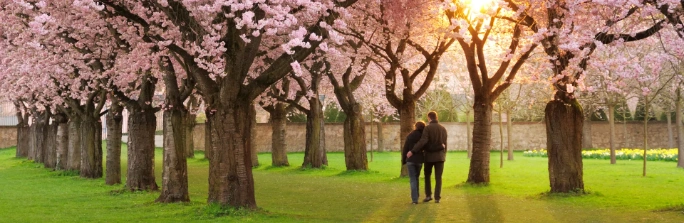 japon-luna-miel-hero