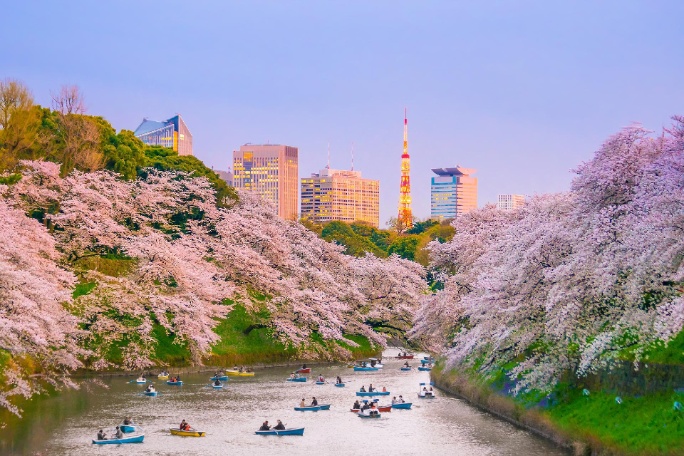 Japón, Tokio, parque Chidorigafuchi Sakura en plena floración