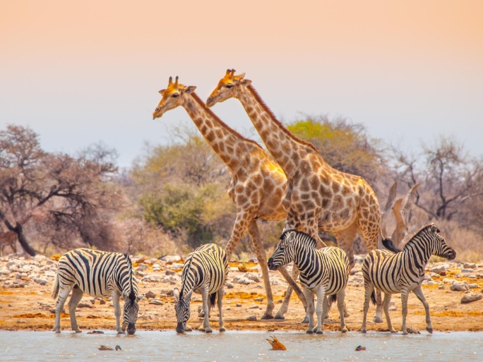 cebras y jirafas en parque nacional de etosha en namibia